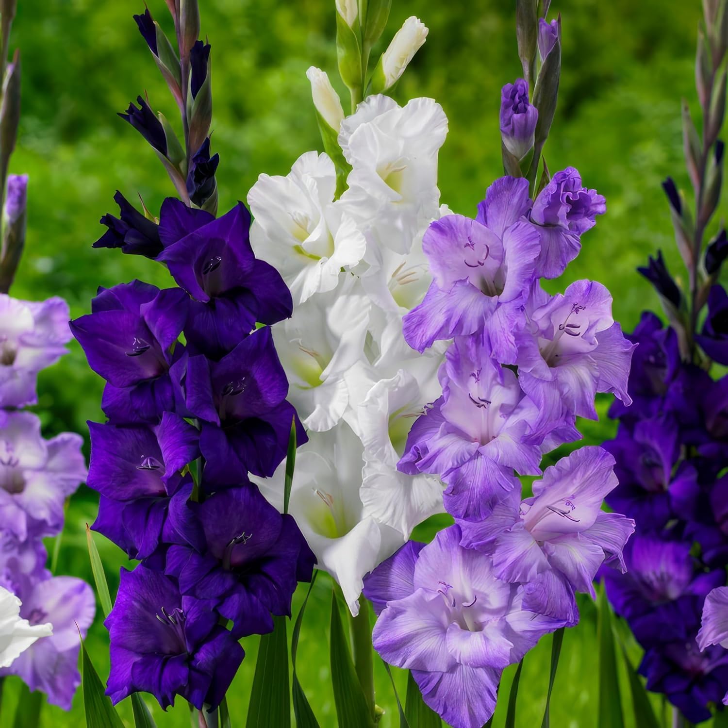 Bulbi Di Gladiolo Mix Colorati - 50 Pezzi, 7 Varietà, Per Giardino E Vasi, Dall'Olanda - Foto 11