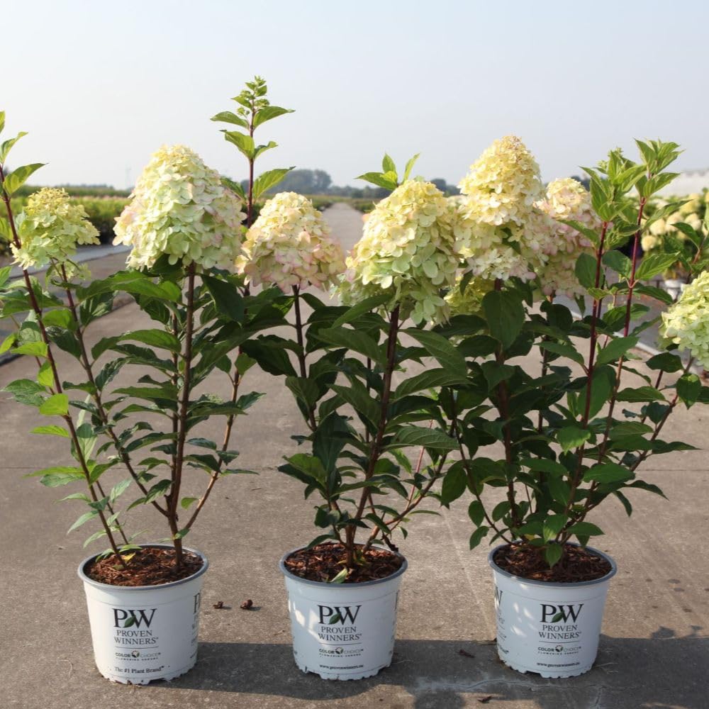 Hydrangea paniculata Limelight Prime - Stunning Lime Green to Creamy White Conical Flower Heads - 3 Litre Pot x 1 - Thompson & Morgan