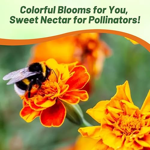 Miniatura 4 de Outsidepride 250 semillas anuales Tagetes Patula Outback French Marigold Garden Flower Seed Mix para plantar