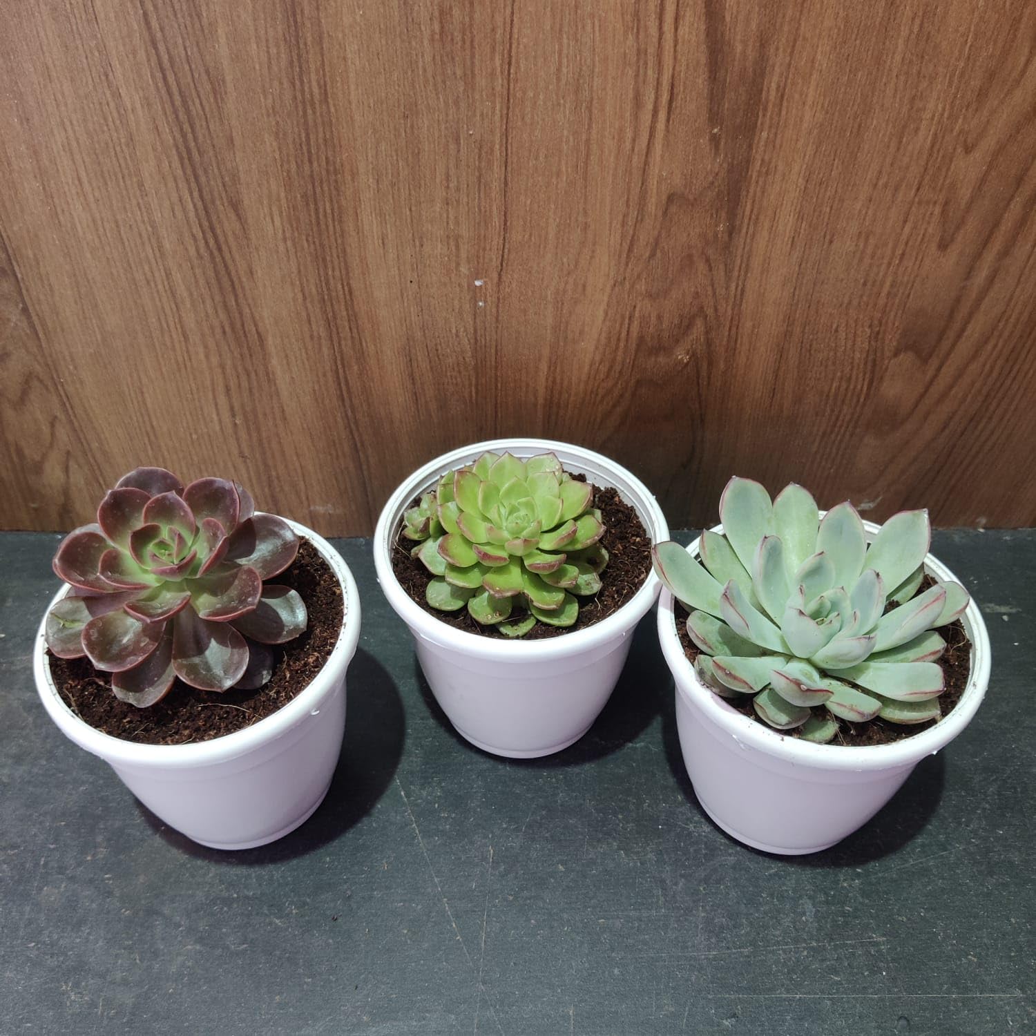 Bhajanlal Greenery 3 Types Succulent Plant Combo - Red Vishnu Kamal, Red Tip Vishnu Kamal & Red Tip Laxmi Kamal Plant with Pot-image-17
