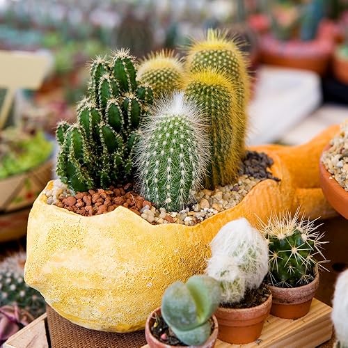 Miniatura 2 de Semillas Cactus (Cacti) Mix - Orgánico