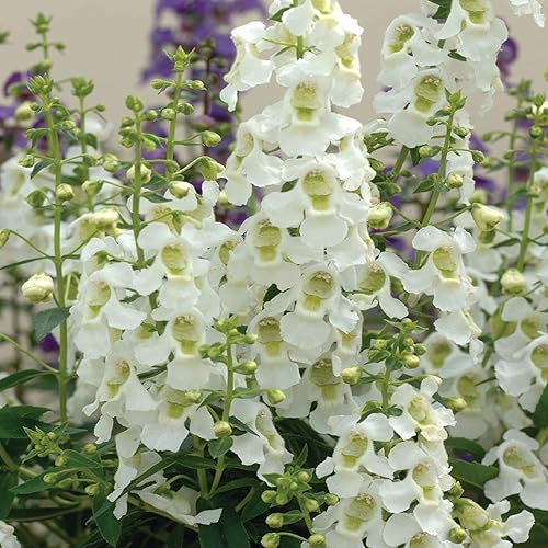Miniatura 8 de Outsidepride 15 semillas perennes Angelonia Serena White Summer Snapdragon Flower Seeds para plantar