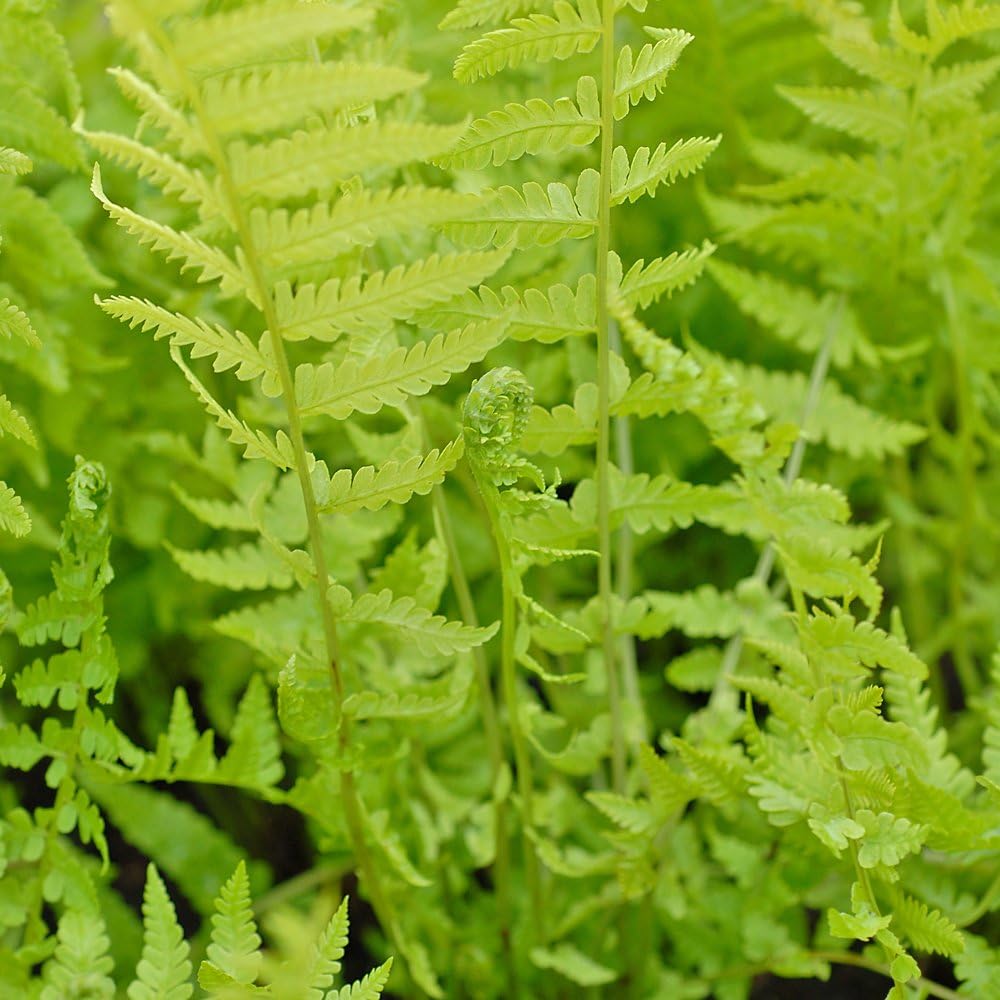 Shuttlecock Fern Outdoor Hardy Perennials Plant Shade Loving Potted Fern for Borders & Woodland Gardens 1 x Shuttlecock in 9cm Pot by Thompson & Morgan