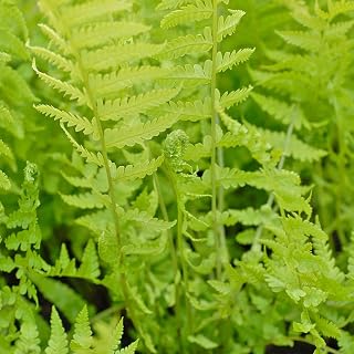 Shuttlecock Fern Outdoor Hardy Perennials Plant Shade Loving Potted Fern for Borders & Woodland Gardens 1 x Shuttlecock Fern in 9cm Pot by Thompson & Morgan