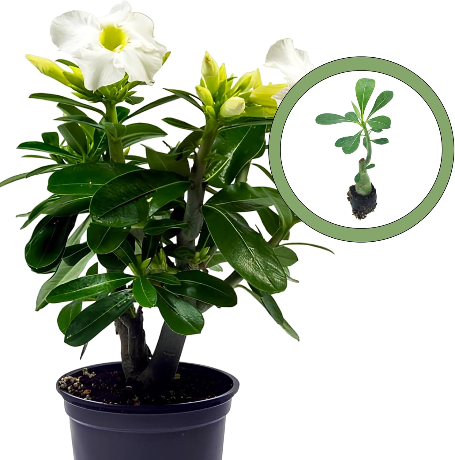 Desert Rose White aka Adenium Obesum Starter Plant