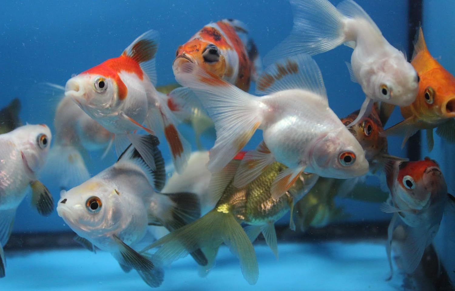 ryukin 5 Pack Live sm. Mixed Goldfish for Aquarium Fish