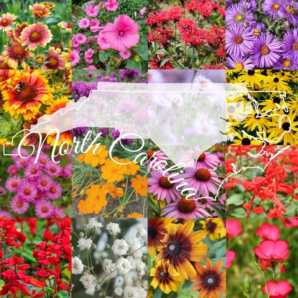 North Carolina Bulk Perennial Wildflower Seed Mix 1lb Covers 2,000sq-ft - Attract Pollinators, Multi-Color Blooms - Southeast US Species Plant in Spring/Fall, Earth-Friendly Packaging (1/2 Pound)