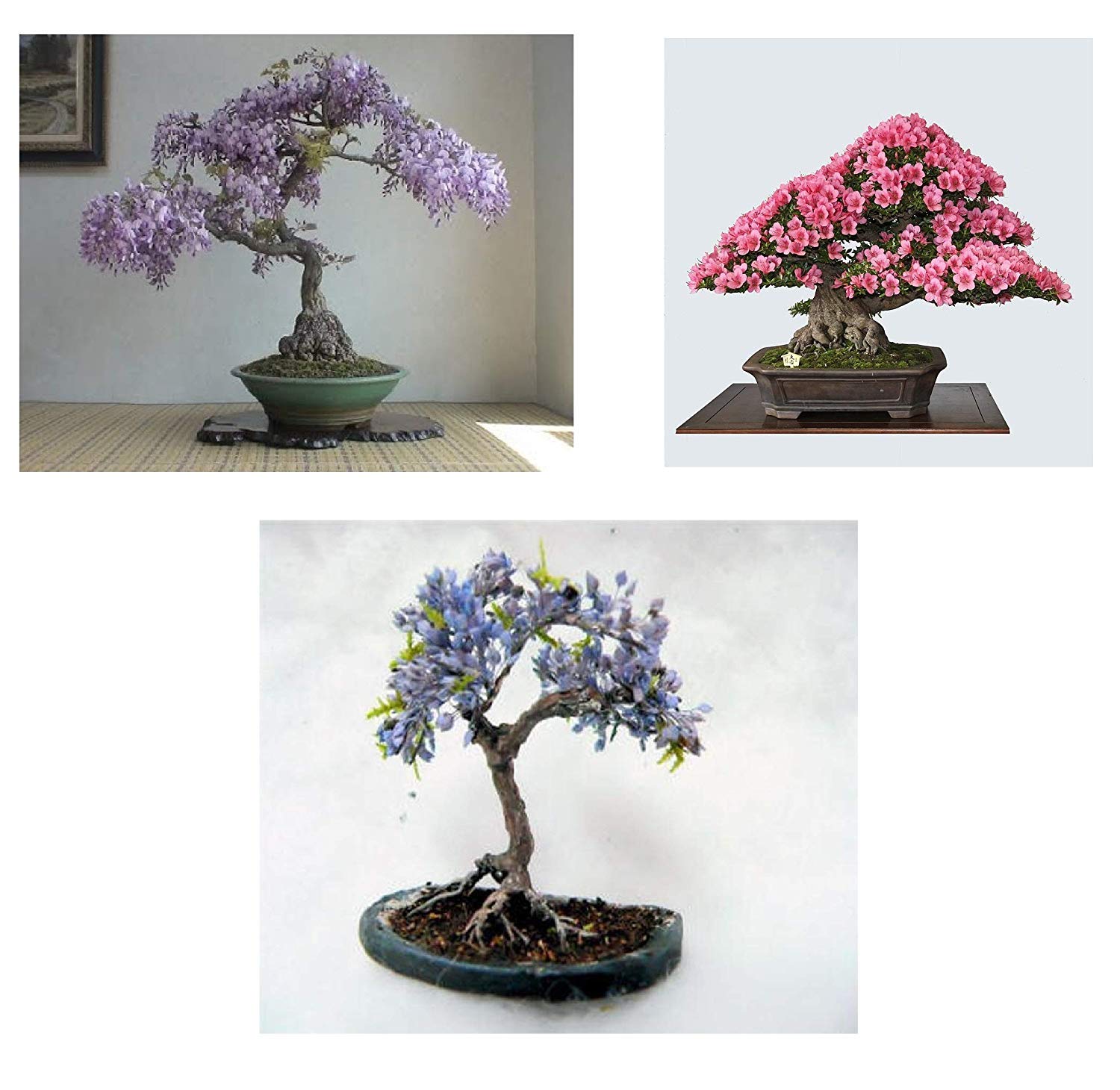 Buy Flowering Bonsai Seed Bundle 30 pcs 3 Types of Flowering Tree to Grow as Bonsai Chinese