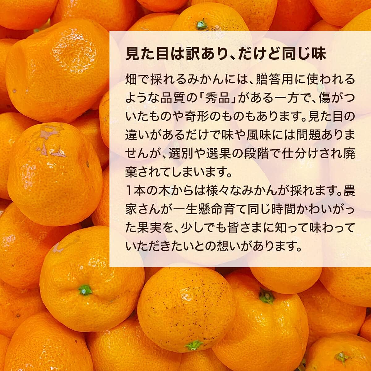 【先行予約】 みかん 山から直送 箱込 2.5kg (内容量 2.3kg) 鮮度優先ごろごろ規格 和歌山県産 産地直送 家庭用 有田みかん 新鮮 サイズミックス 冬みかん 2025年11月15日より出荷予定
