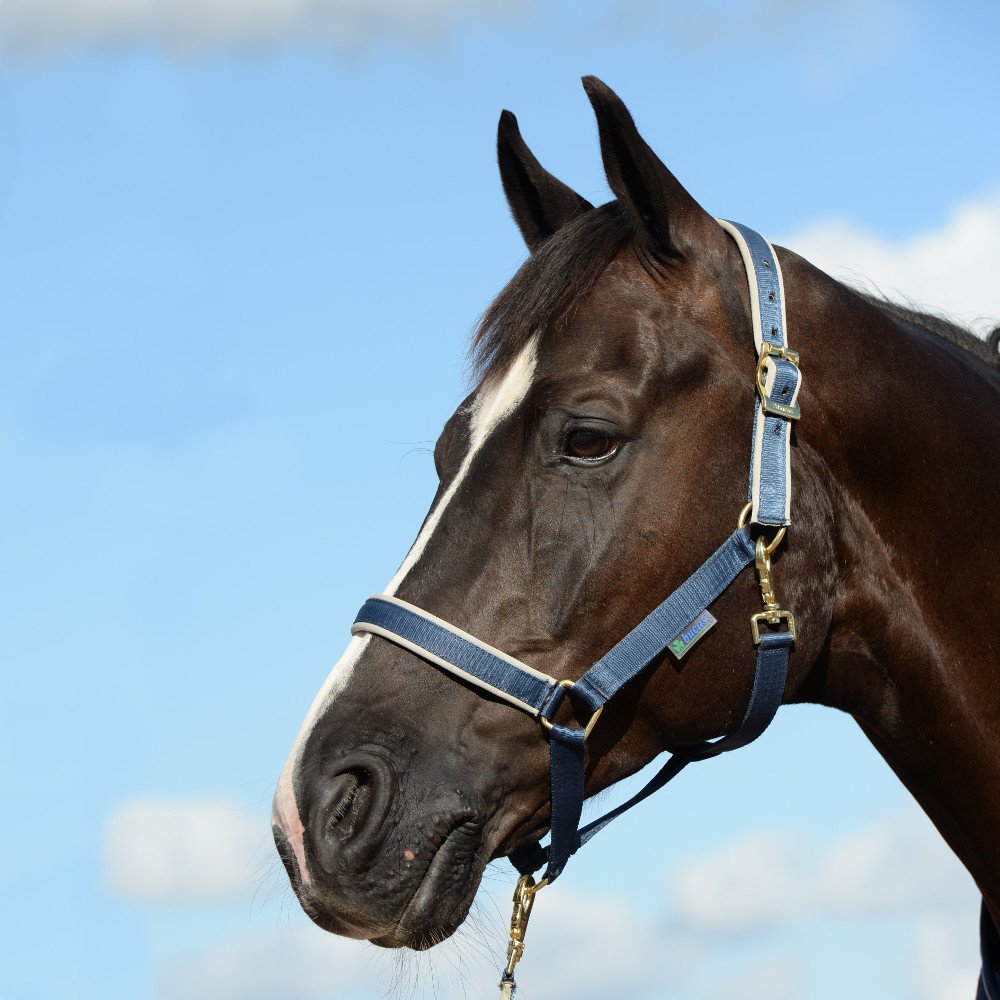 Cabezada BUCAS Dublin navy ajustable para caballo talla Cob 5