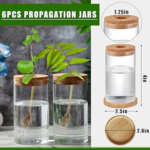 Miniatura 2 de 6 macetas de vidrio de escritorio de terrario para plantas, macetas de propagación de plantas de mesa con corcho y platillo de madera para cultivar