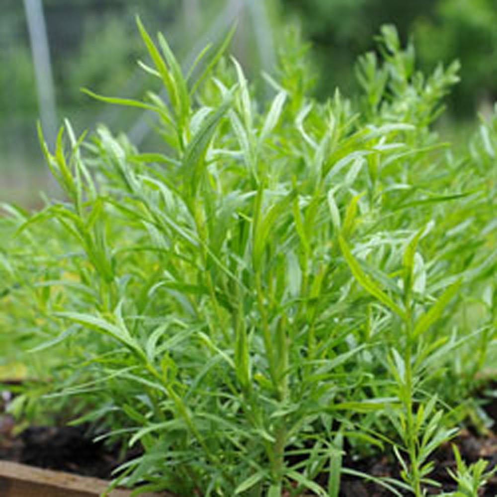 Tarragon, Tarragon HERB Seed, Non- GMO, 20 Seeds PER Package