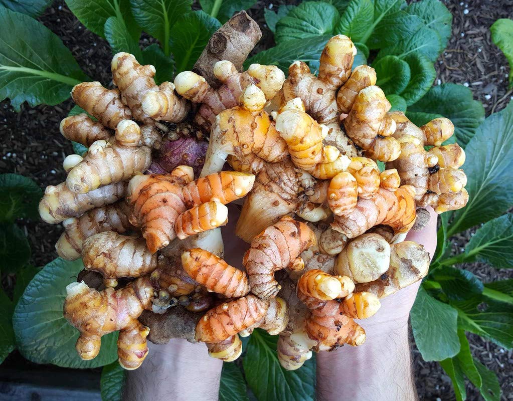 Floriculture Greens Turmeric/Haldi Vegetable Bulbs Home Outdoor Gardening Bulbs planting (Pack of 7) (B09CV1BXDJ) Amazon Price History, Amazon Price Tracker