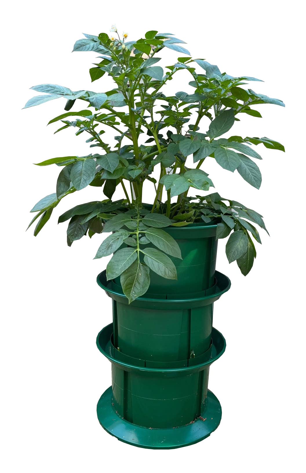 Selections Grow Your Own Platform Patio Potato Planter with Layering Up Collars
