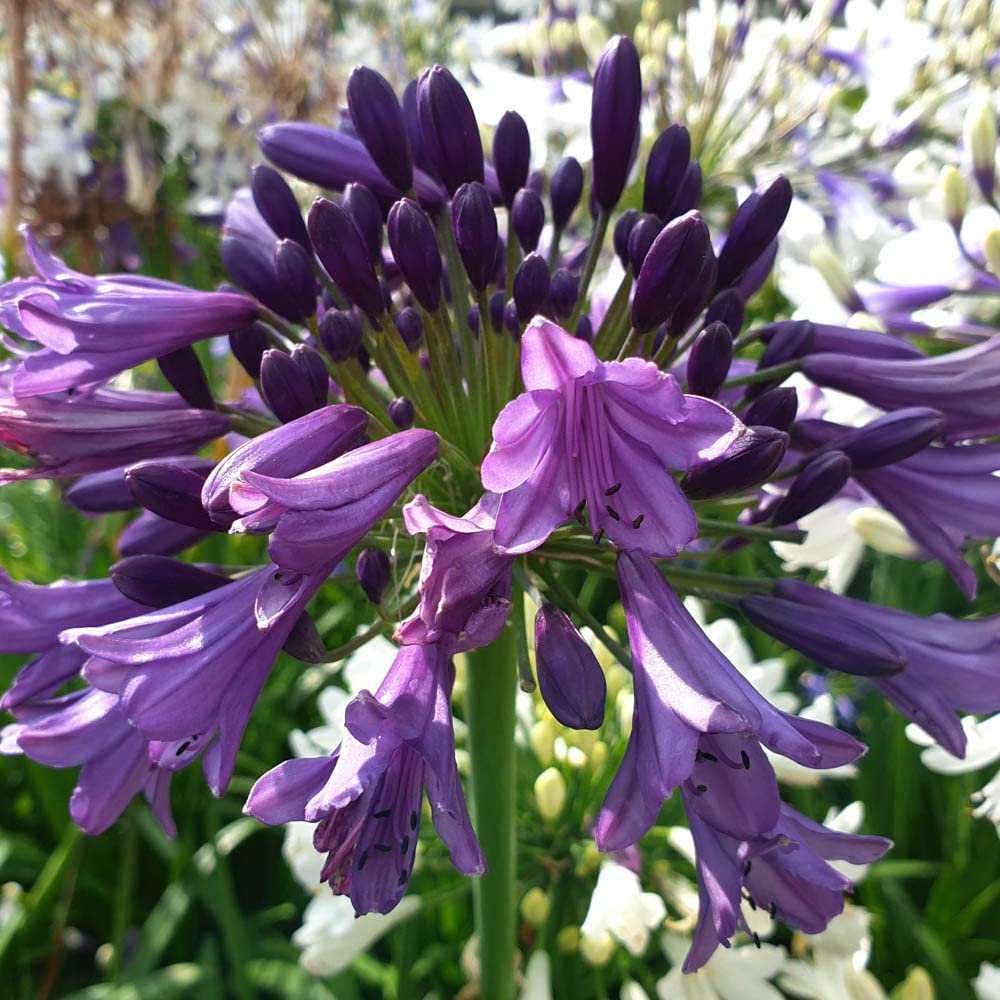 YouGarden - 3 x Agapanthus 'Poppin Purple' in a 9cm Pot, Low Maintenance Agapanthus Plants, Winter Hardy, Hardy Perennial Plants Garden Ready, Summer Outdoor, Garden Ready to Plant