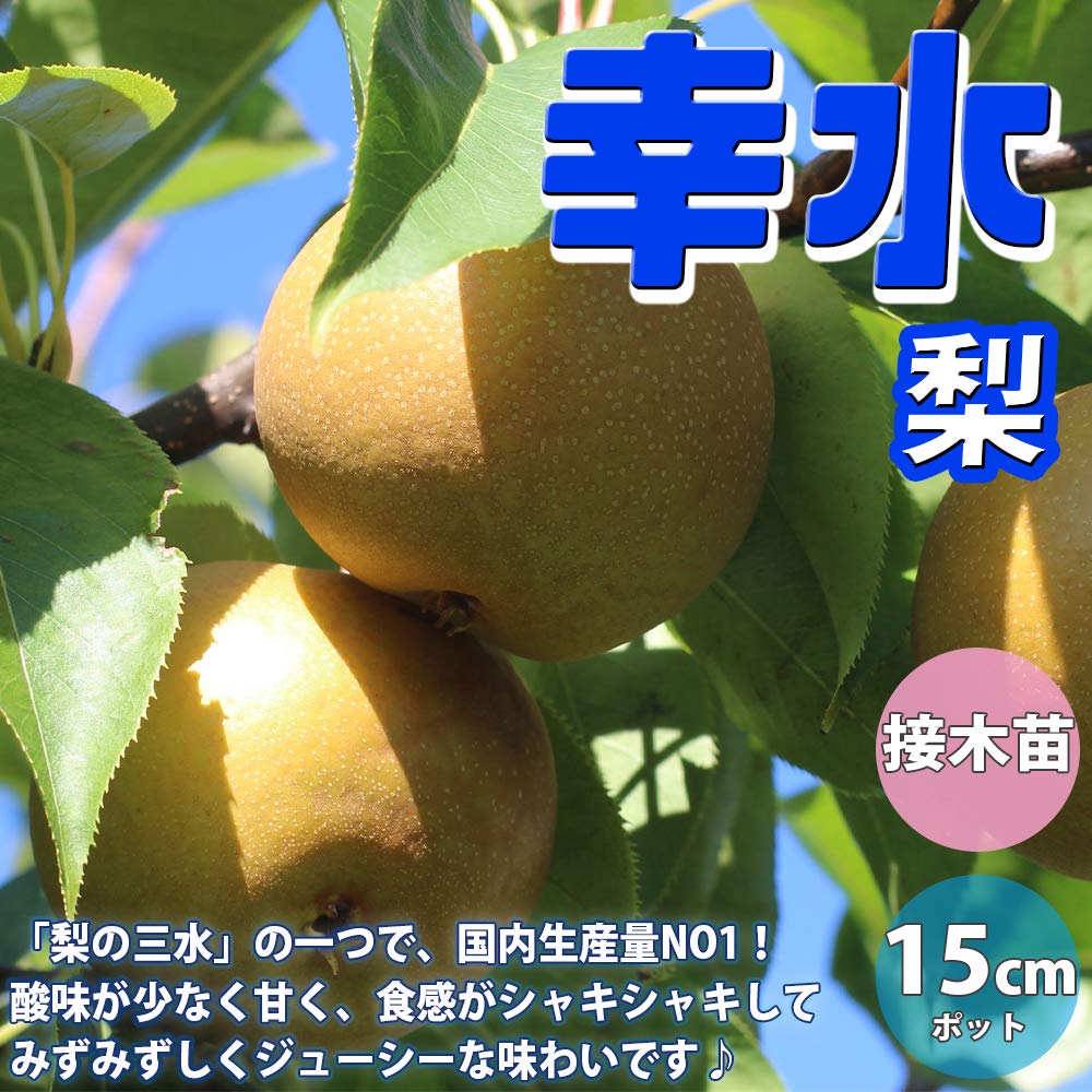 Amazon.co.jp: 梨の苗木 品種：幸水【品種で選べる果樹苗木 2年生 接木