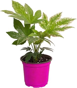 The Snobby Leaf Fatsia Spider's Web