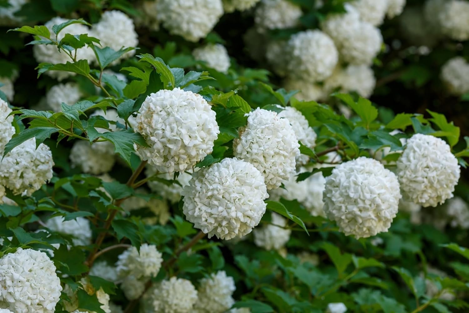 Old Fashion Snowball Viburnum Plant White Viburnum Shrub Seedlings for Planting - Bountiful Snowball Shaped White Blooms (1 Seedling)