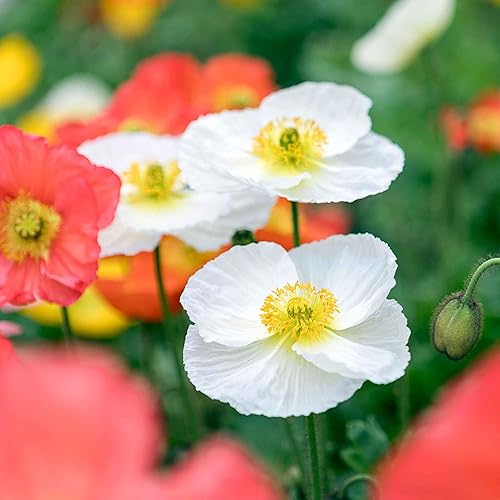 Miniatura 3 de Eden Brothers Semillas de amapola de Islandia - Champagne Bubbles White