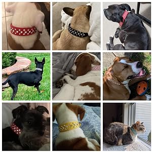 Rhinestone Dog Collar, Bling Rhinestone PU Leather Crystal Diamond Pet Dog Cat Puppy Collar Black S M L XL (M, White) Rhinestone Dog Collar, Bling Rhinestone PU Leather Crystal Diamond Pet Dog Cat Puppy Collar Black S M L XL (M, White)