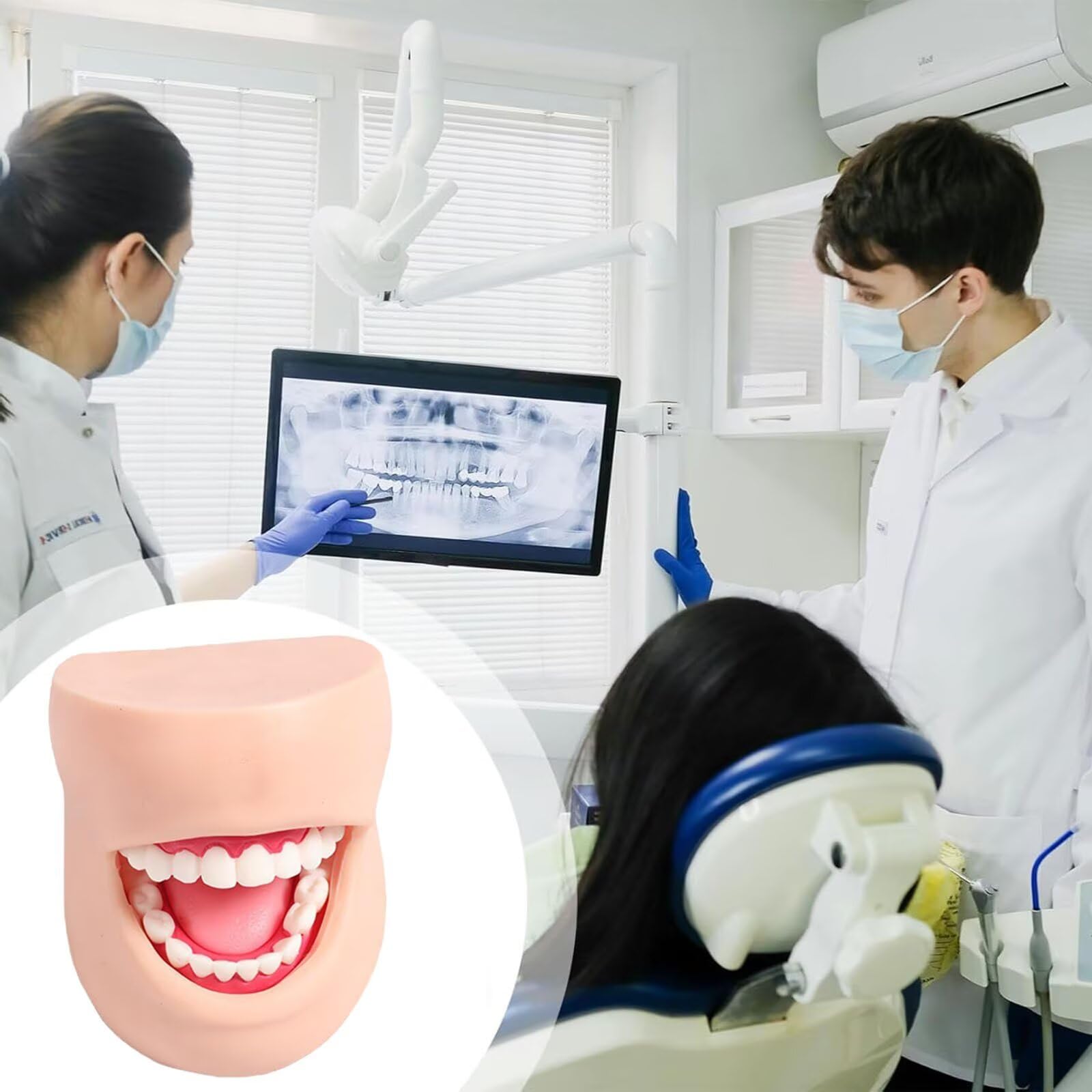 Modelo para Dentistas-Modelos Dentales Humanos De Resina para Demostraciones OdontolóGicas.