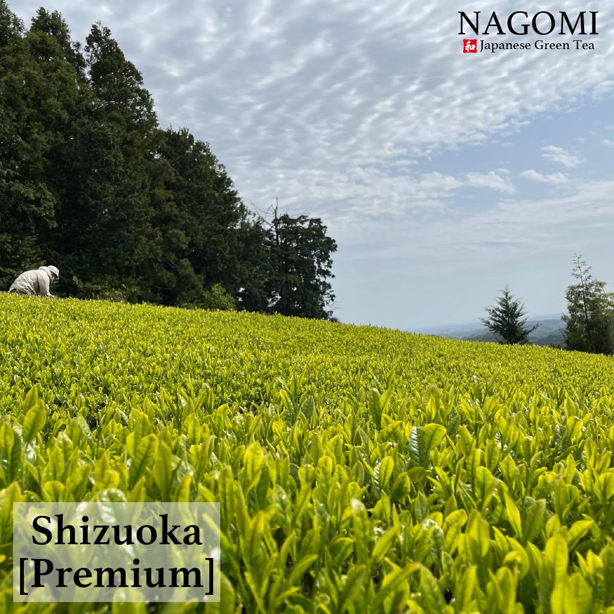 NAGOMI Organic Premium Matcha Powder - Japanese Matcha Green Tea from Shizuoka, 30g/1.06oz.