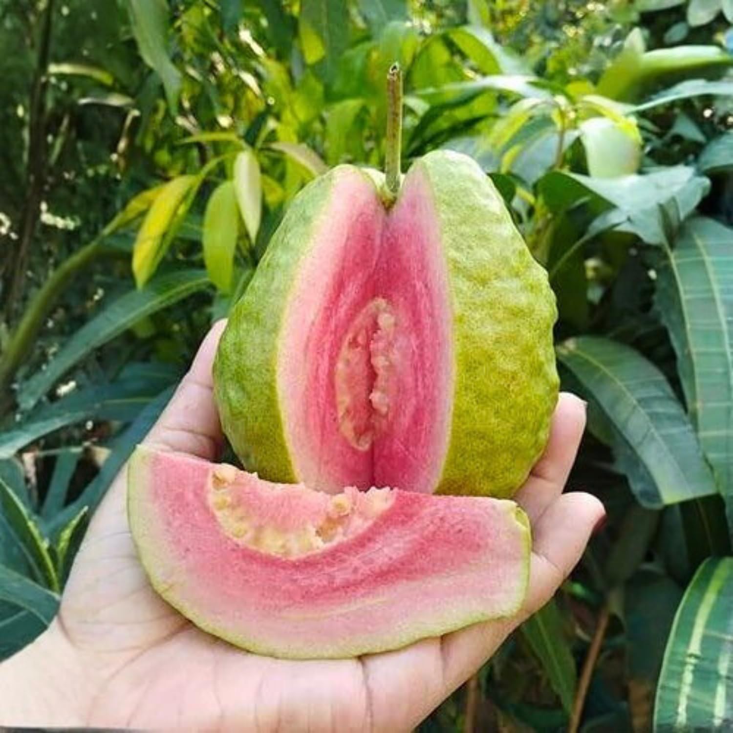 Guava Tree in 3 Gallon Pot, High Yielding Guava Fruit Tree Plant for Outdoor Garden, Tropical Plant for Backyard Orchard, Patio or Landscape Growing (Red Guava)