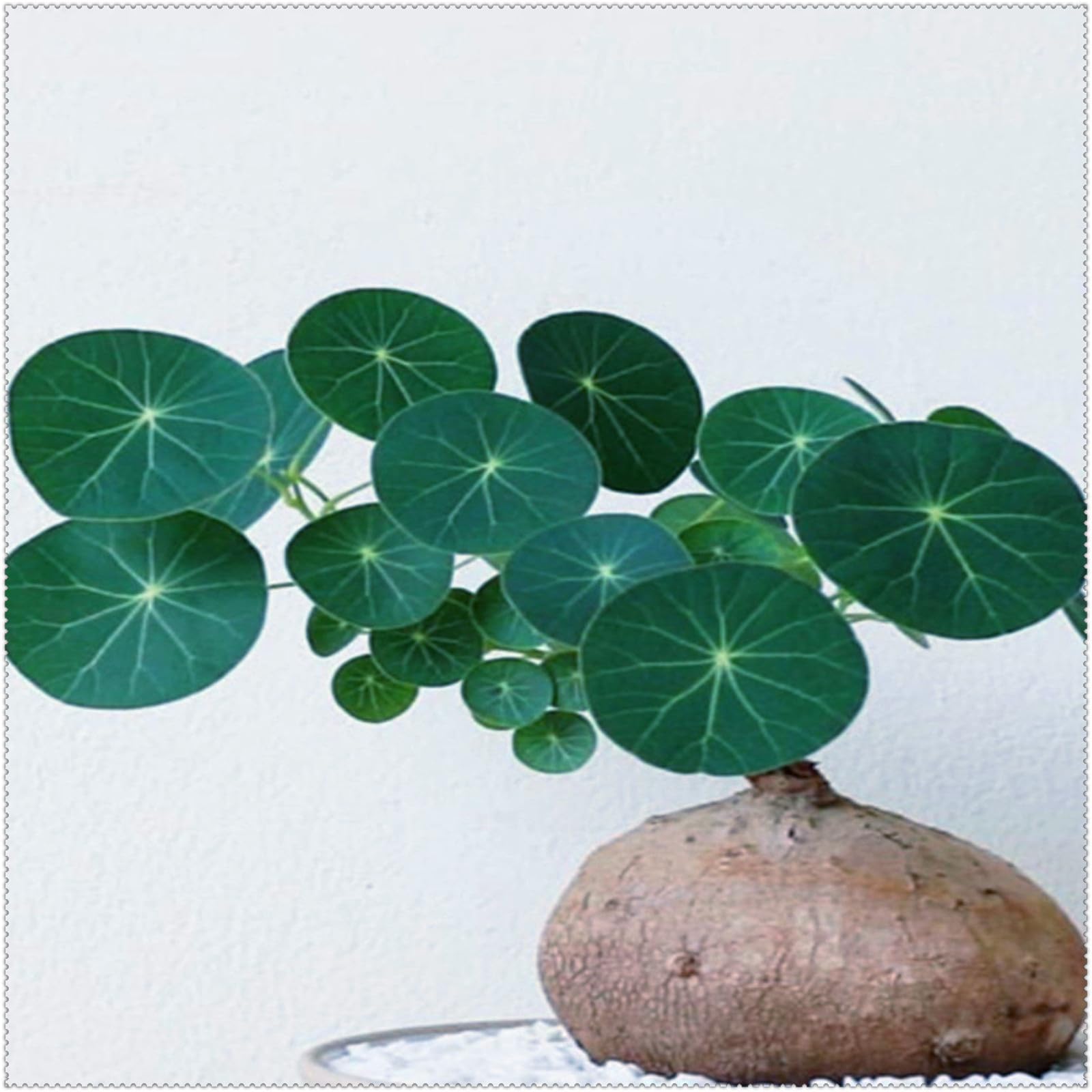 Stephania Plant for Planting UK,Stephania erecta Bulbs, Strong Plants That Grow Well,Excellent Display Indoor,Good for Containers,Greening Flower.-1Bulb-greenD
