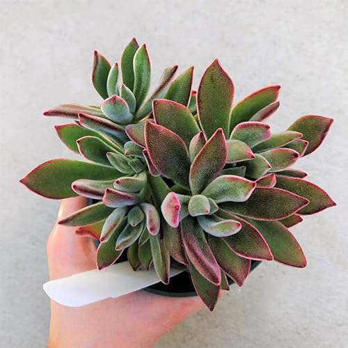 Miniatura 2 de Suculenta Terciopelo Rojo Echeveria harmsii o pulvinata (4 pulgadas)