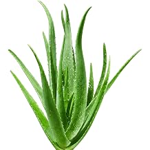 ZEVL  Aloe Vera Canl  Bitki 30 cm   Saks l  Dekoratif Bitki, Hava Temizleyici ve Do al Nemlendirici   Mek n Bitkisi