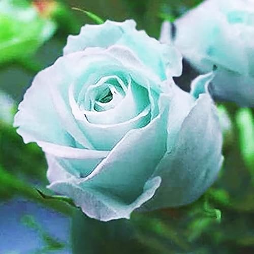 Miniatura 2 de YEGAOL Garden - Semillas de rosa verde menta, flores fragantes raras atraen a polinizadores como mariposas y abejas, añaden elegancia a las camas y