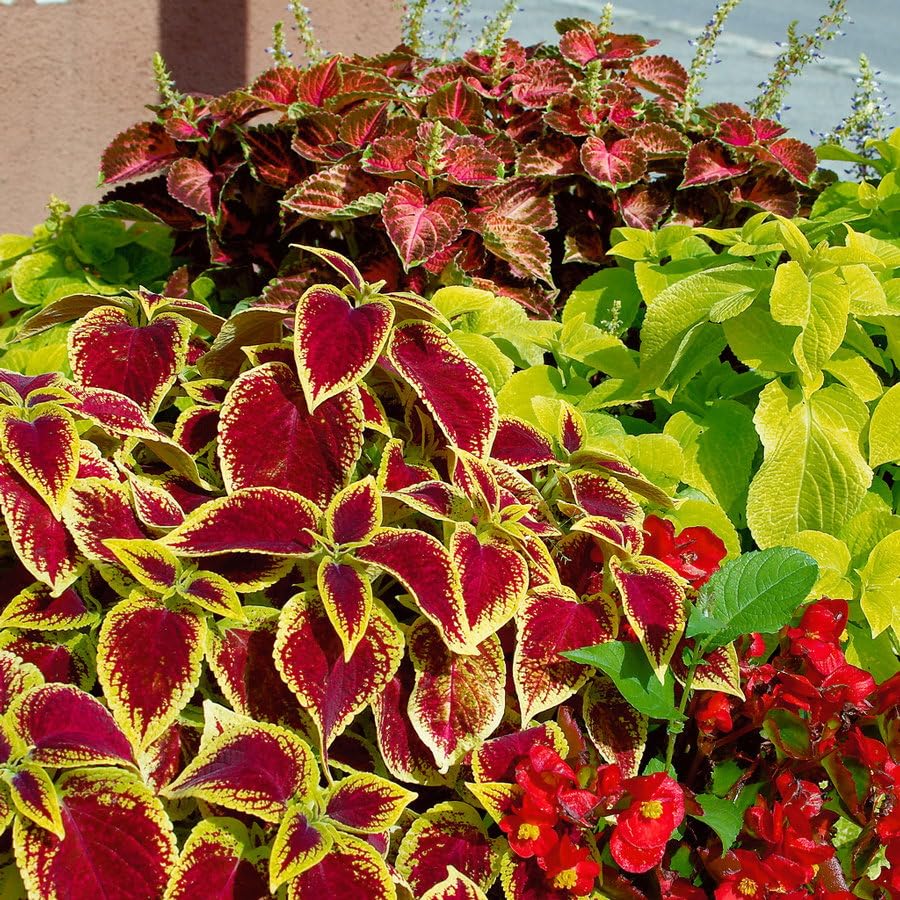 Buntnessel, Mischung zufllig, Topf- 12 cm, 6 Pflanzen : Amazon.de: Garten