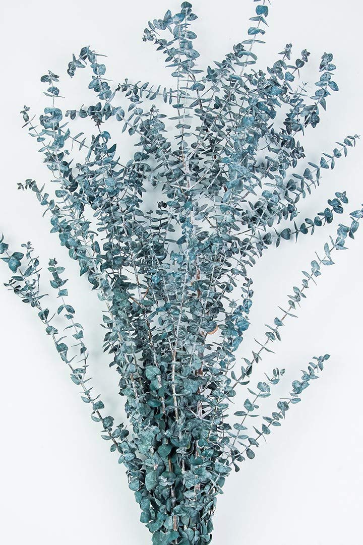 Collection by Tiffany Frosted Blue California Preserved Eucalyptus Stems 8 Oz Bundle Stress Relief Home Remedy