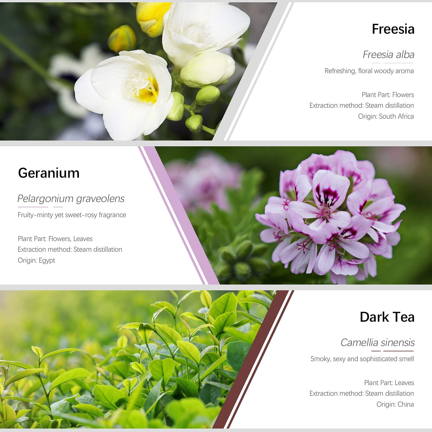 Floral Essential Oils, Esslux Pure Aromatherapy Diffuser Oils Set, Rose, Neroli, Geranium, Freesia, Plum Blossom, Dark Tea Essential Oils, Ideal for Diffuser, Massage, Home Fragrance