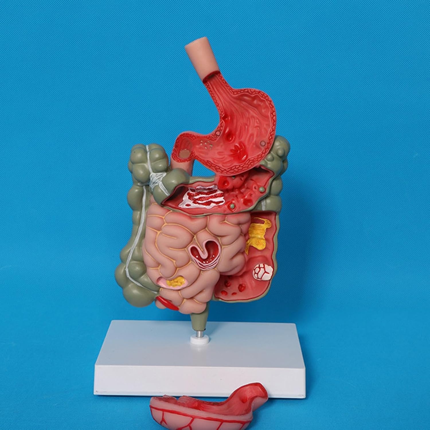 Human Digestive System Model Stomach Section PVC Sturdy Scientific Stomach Model Classroom Science Study Display