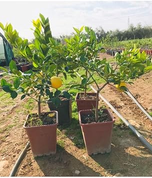 Gardenbox Saksılı Bodur Limon Fidanı, 2 Yaş, Meyve Veren Mayer Limon Ağacı
