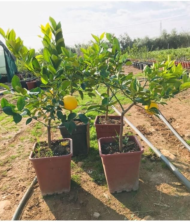 Gardenbox Saksılı Bodur Limon Fidanı, 2 Yaş, Meyve Veren Mayer Limon Ağacı