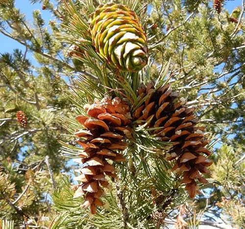 Pinus flexilis (Limber Pine) Tree Seed, Dark Green to Bluish Green Needles, Pale red or Yellow ovulate Cones, You Choose The Quantity (1 Pack)