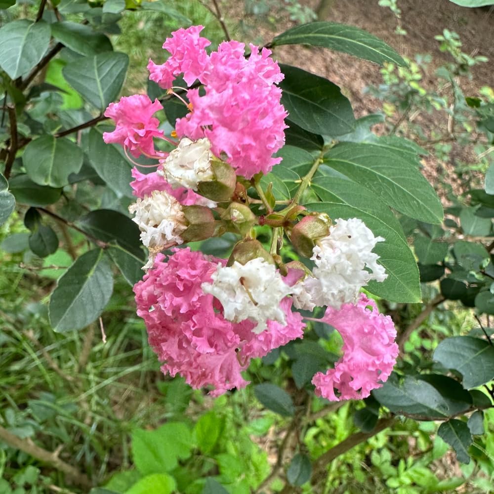 Bi Color Crape Myrtle ~ A Stunning Miniature Display of Pink and White Blooms, Perfect for Borders, Hedges and Pots, Matures 4-5ft Tall & Wide, Ships 6in+ Tall Well-Rooted in Pot w/Soil
