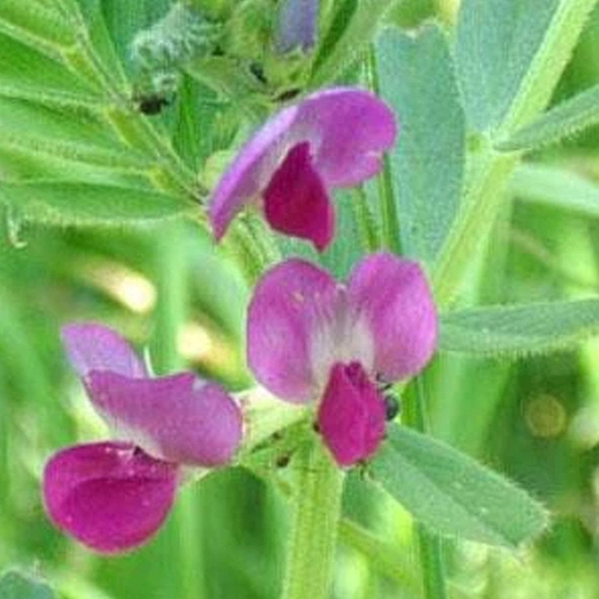 Common Vetch - 1 LB ~4,200 Seeds - Non-GMO, Heirloom, Open Polliated - Farm & Garden Cover Crop - Vicia Sativa