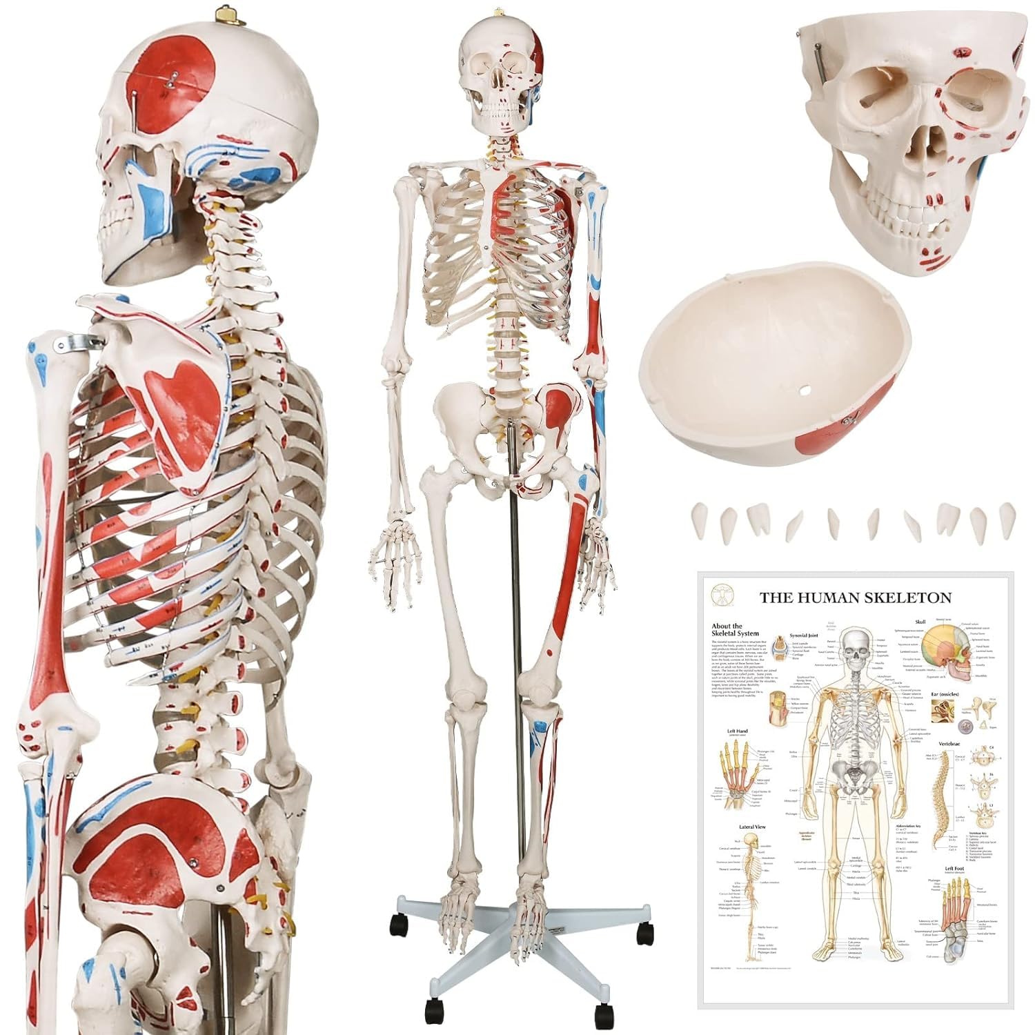 Model szkieletu ludzkiego 180 cm Szkielet anatomiczny naturalnej wielkości ze stojakiem, ruchome, zdejmowane kończyny, szkielet anatomiczny całego ciała