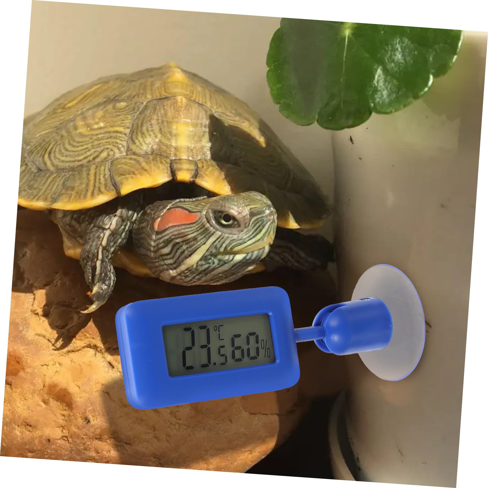 Sosoport 4stücke Reptilien-thermometer Mit Saugnapf Drehbar Blaues Hygrometer Für Terrarien Und Aquarien Digitale Temperatur Und Luftfeuchtigkeitsmessung Installieren Und Praktisch Für
