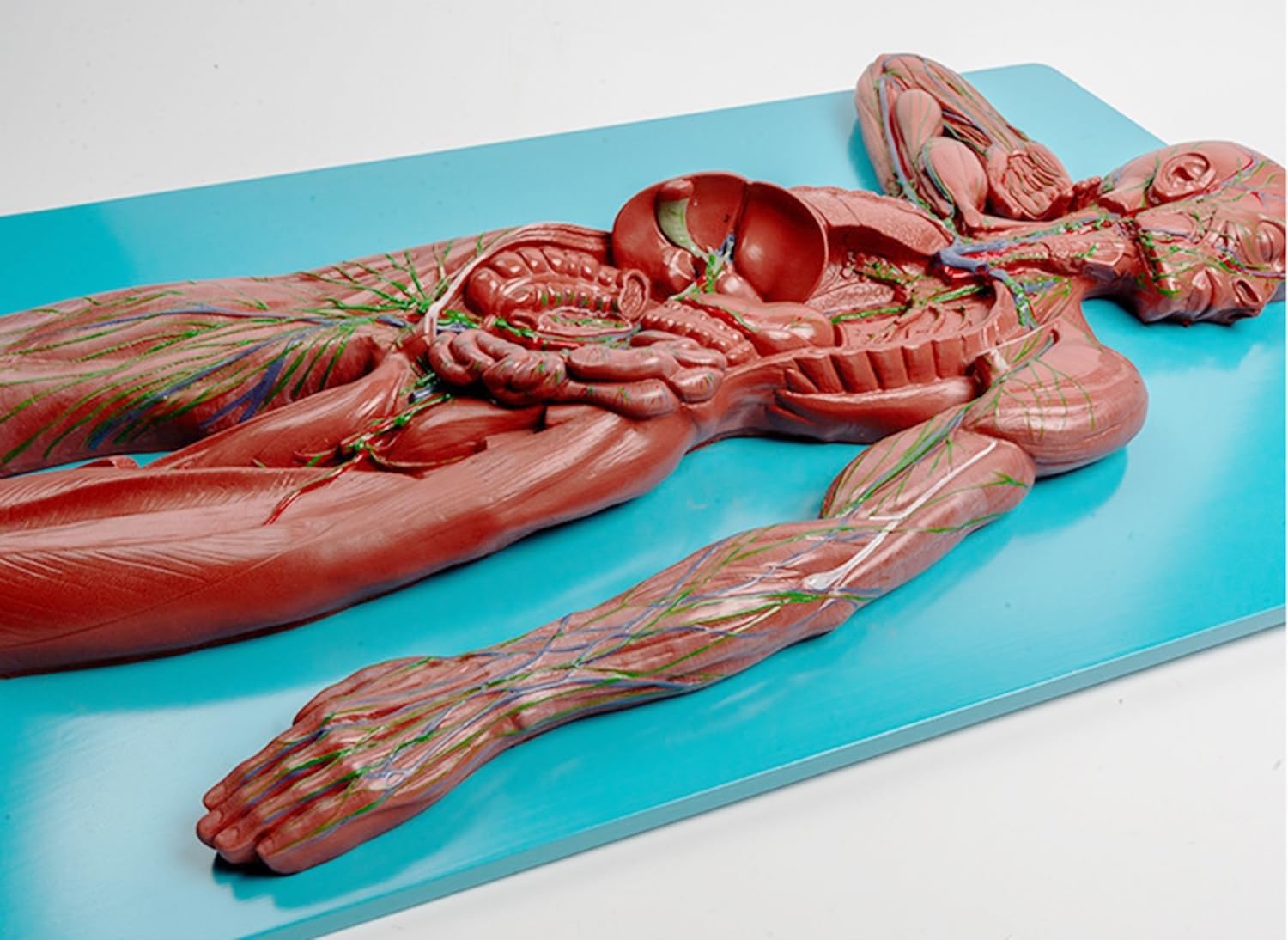 Pomoce dydaktyczne do nauki modelu anatomii naczyń limfatycznych i węzłów chłonnych człowieka, anatomiczny model układu odpornościowego, materiał PVC, przezroczysta faktura, nadnercza do demonstracji.