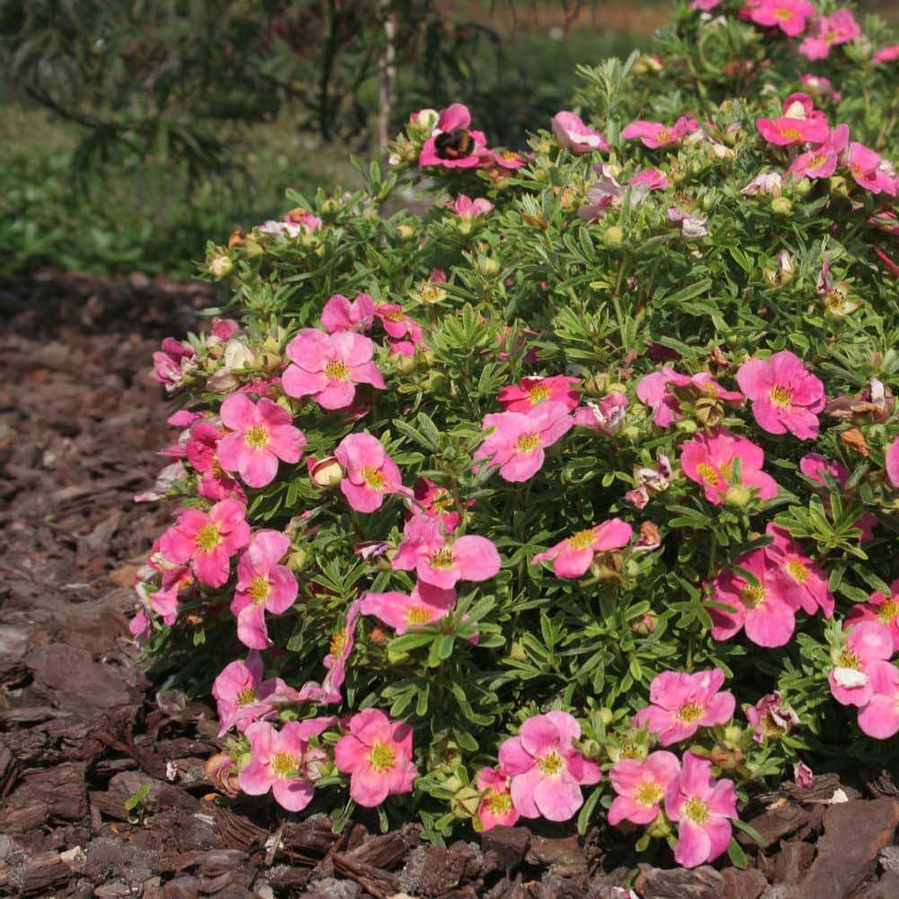 Potentilla fruticosa 'Bellissima Noble' – Compact Hardy Cinquefoil with Long-Lasting Rich Pink Flowers, Ideal for Patios, Rock Gardens & Borders - 1x 3 Litre Potted Plant by Thompson & Morgan