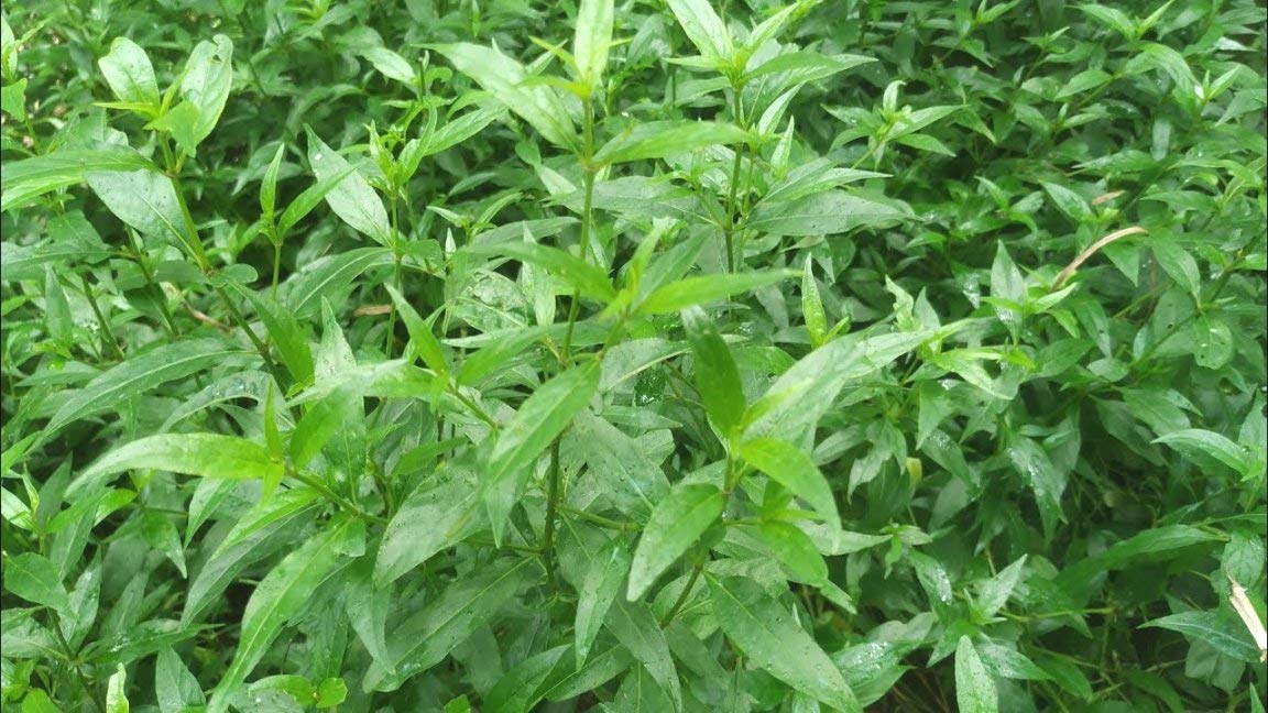 See full amazon price history chart for Plantzoin Chirayita Chirayata Swertia chirayita Live Plant Plantzoin Chirayita Chirayata Swertia chirayita Live Plant (B09B5JPHF3) Amazon Price History, Amazon Price Tracker