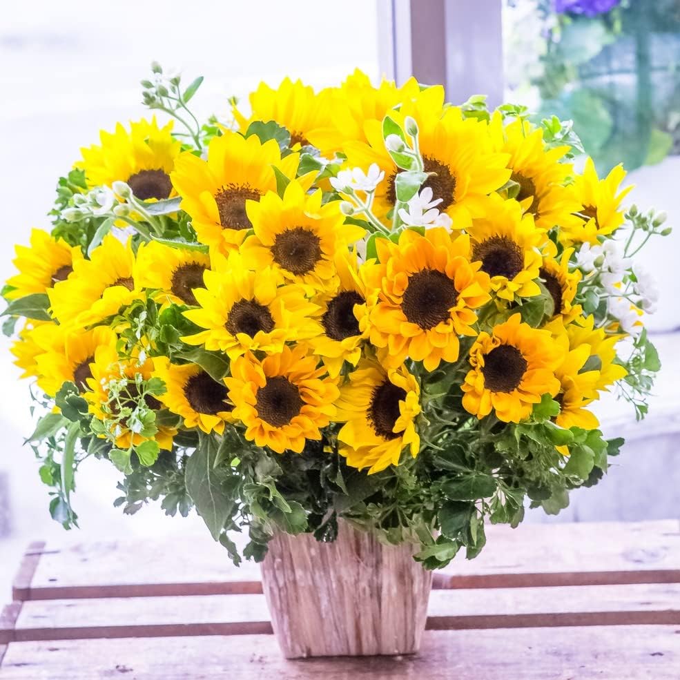 夏のご挨拶 お祝い ひまわりと季節の花のアレンジメント 生花 ギフト 夏 サマーギフト ヒマワリ 向日葵 誕生日 結婚記念日 お見舞い お中元 3lサイズ ひまわり30本と季節の花のアレンジメント 最大62 Offクーポン 夏のご挨拶 お祝い ひまわりと季節の花のアレンジメント 生花 ギフト 夏 サマーギフト ヒマワリ 向日葵 誕生日 結婚記念日 お見舞い お中元 3lサイズ ひまわり30本と季節の花のアレンジメント 最大62 Offクーポン