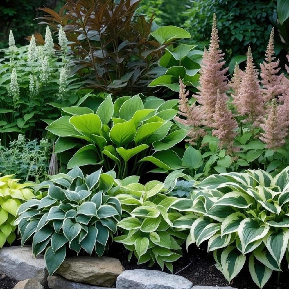 Mixed Color Hosta Plants for Growing - Growers Choice, Easy to Grow Hosta Rootstock (6 Plants)