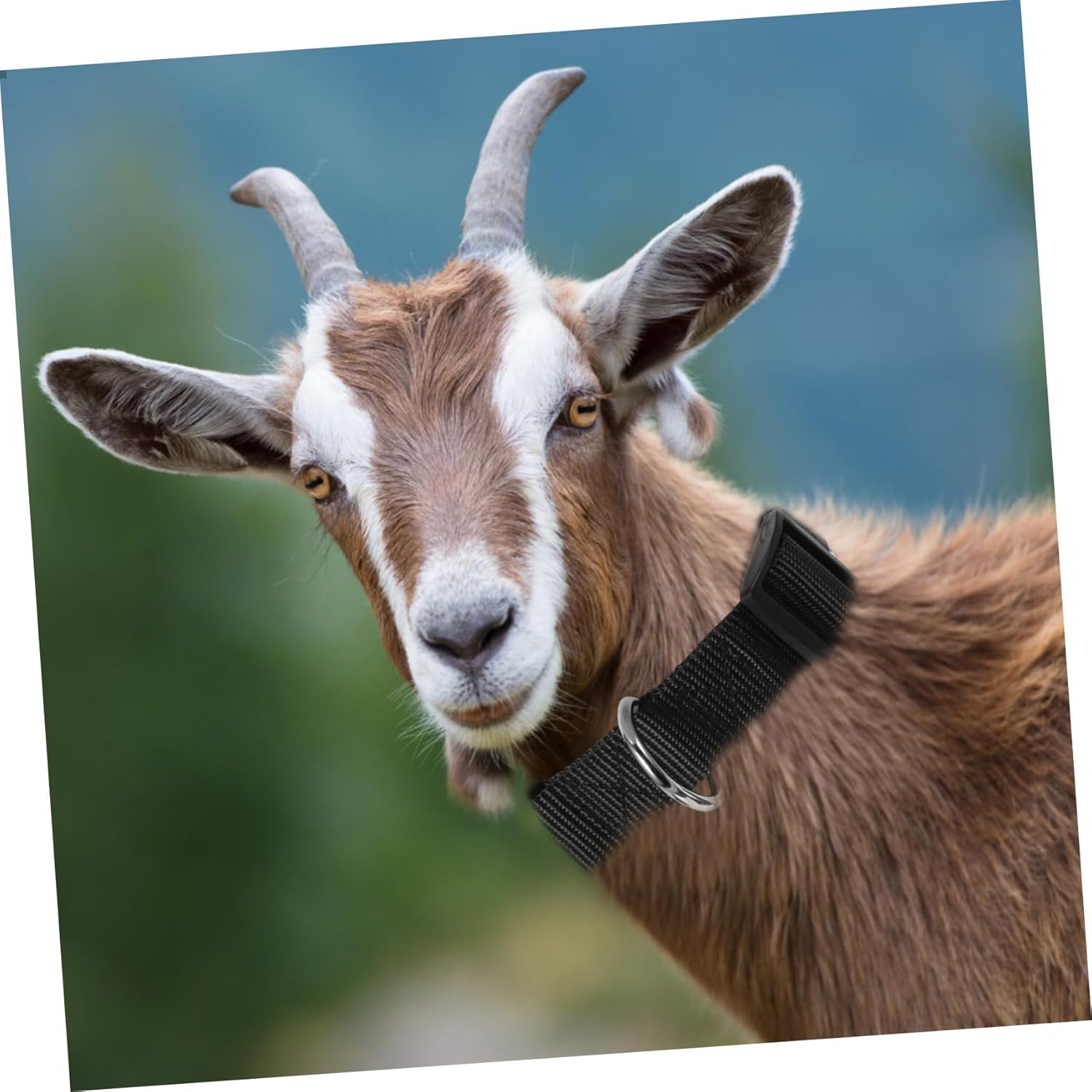 10Pcs Adjustable Sheep Collars for Livestock Lost Cattle Collars with Farm Animal Accessories for Goats and Cows