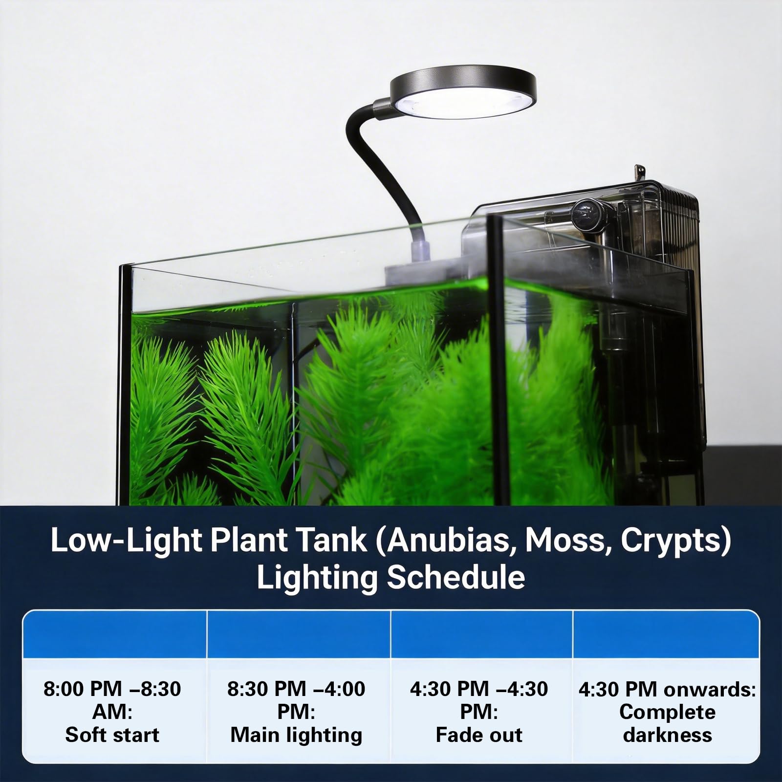 Kleines Desktop-Aquarium (schwarz, 4,5 l (komplettes Set))