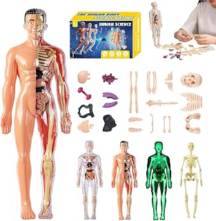 Organizeh Clear Human Body Structure Model, 29 Piece 3D Human Anatomy Model Kit, DIY Assembled Human Taorso Organ Model Anatomy, Removable Bones Assembly Model, for Anatomy's (Translucent)